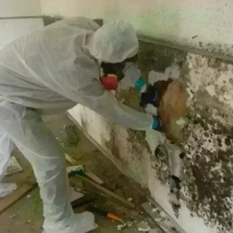 Mold Remediation and Removal in Junction, UT